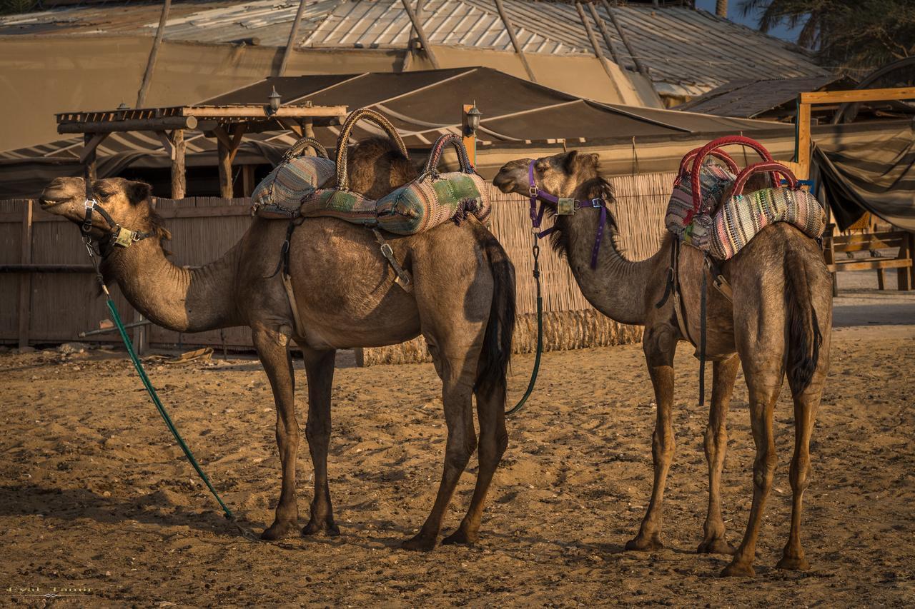 Desert Picture Arad Exterior foto